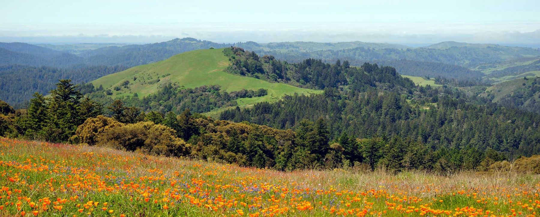 California Poppies in Santa Cruz Mountains
