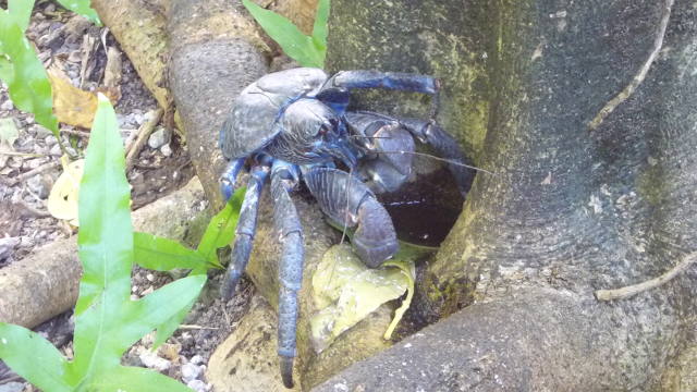 A coconut crab (Birgus latro) drinking pooled rainwater from the roots of a Pisonia