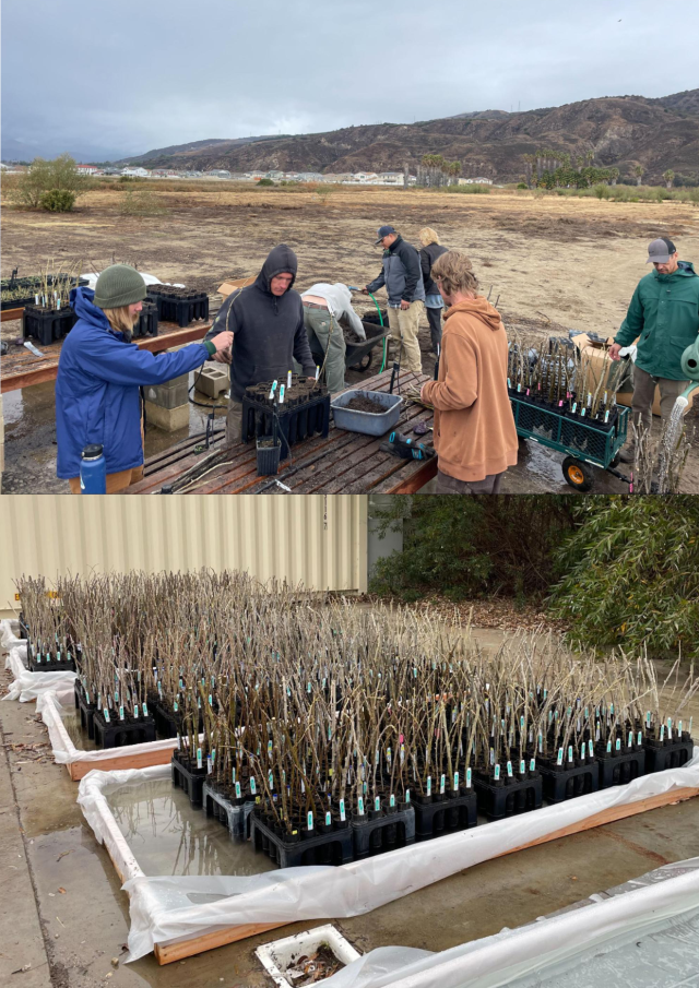 The crew working to pot up >1,000 cuttings and potted cuttings will live in these “ponds” until roots grow and they are outplanted.