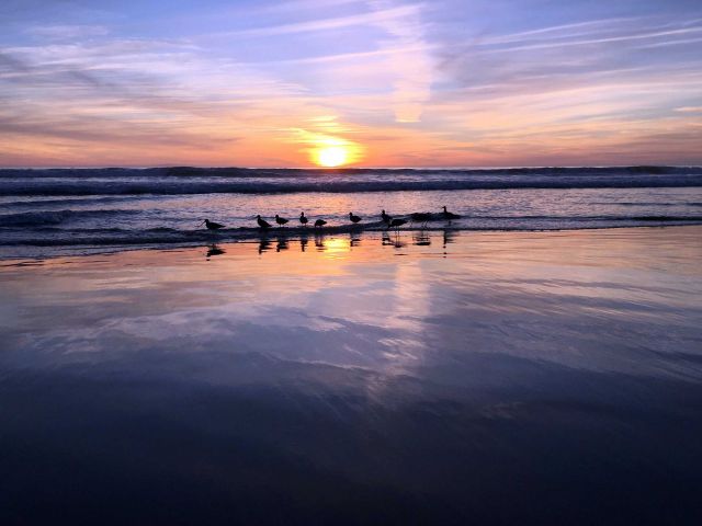 Birds at sunset, sands beach. Credit: Brian Wolf