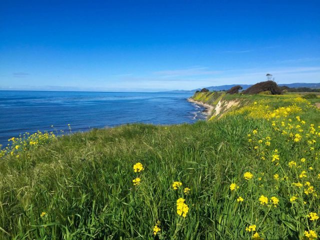 Spring at Ellwood mesa. Credit: Brian Wolf