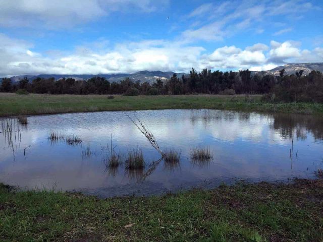 Vernal pool. Credit: Brian Wolf