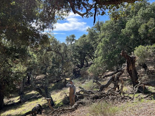 Ryan measuring tree height at Dangermond Preserve