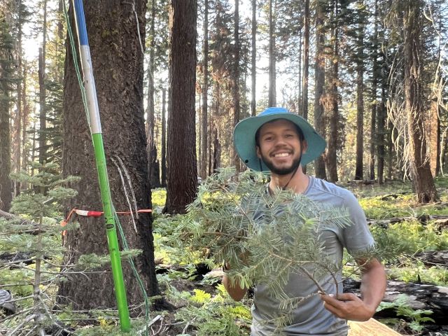 Sebastion with white fir sample