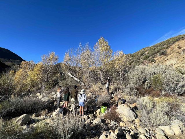 Riparian restoration along Santa Clara River